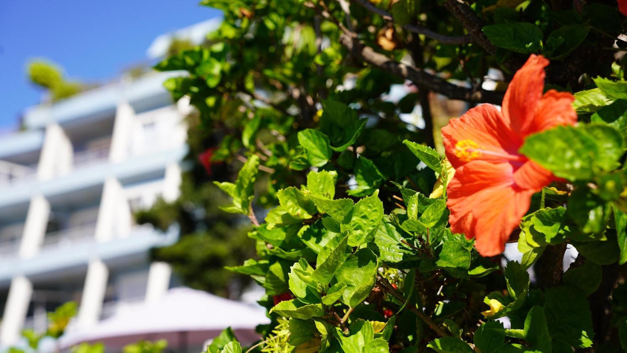 Coral La Quinta Park Suites Santa Úrsula Exteriér fotografie